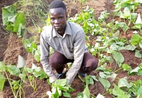 man farming